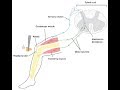 Peripheral Nervous System Concepts