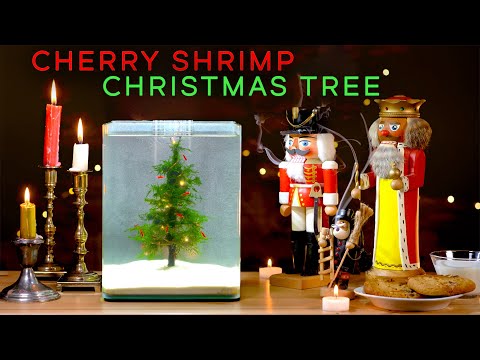 Yule Log Aquascape — Christmas Tree with Cherry  Gather around the aquarium Christmas Tree and Enjoy 2 hours of Christmas Music. See how many times y