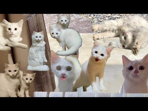 全くやる気が無くなってしまいました、皆さんさようなら〜