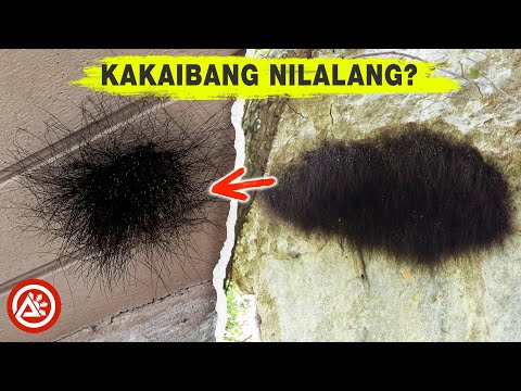 Kakaibang Nilalang?