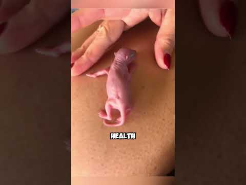 She didn’t even know what kind of animal it was… until tiny patches of fur revealed the truth!