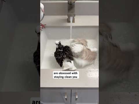 My pigeon loves to shower in the sink?! #bird #pigeon
