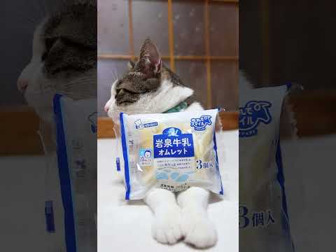 猫の動画サムネイル - 岩泉牛乳オムレット　250616　#のせ猫　 #cat #ネコ #猫のいる暮らし #cute #ねこ　 #猫のいる生活