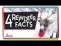 Reindeer: Winter's Amazing Animals