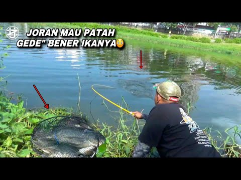 Panik..! Mancing di spot ini joran mau patah ikanya terlalu ganas