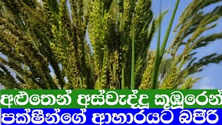 පක්ෂීන්ගේ ආහාරය සදහා පිනට වවපු බජිරි වගාව