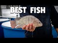 Choosing Fish for Aquaponics