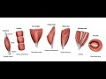 Muscle Classification and Characteristics