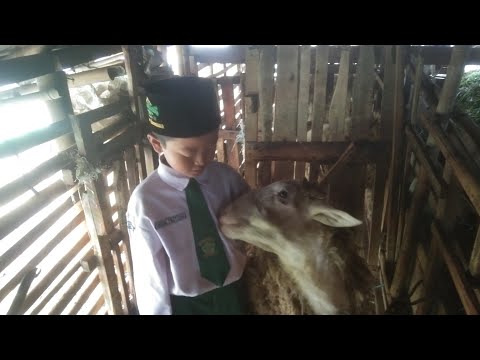 Mumtaaz dan Mumtaazah Main di Kandang Kambing live sekarang!