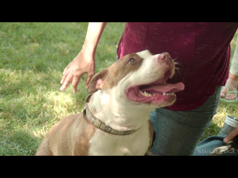Giving Beds To Shelter Dogs