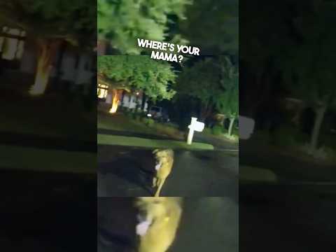 Some heroes wear collars ❤️