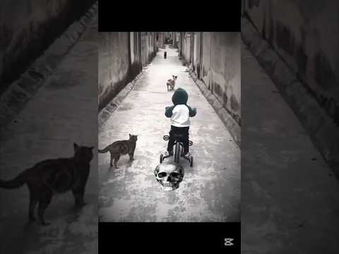 Cats protection β οΈ