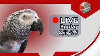 Einstein Parrot Live 8/5/25