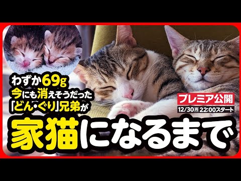 【感動】わずか69gで生まれた子猫が 幸せな家猫になるまで【まとめ】