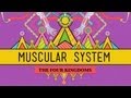Exploring the Muscular System: Anatomy and Function