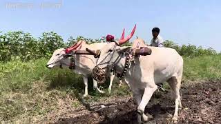 कांदा रोपासाठी बैल मशागत