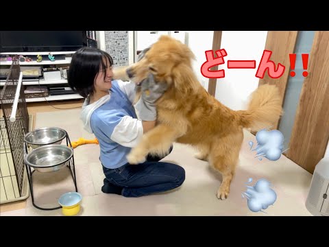 姉に対して、マジの全力タックルで襲いかかる大型犬クッキー【ゴールデンレトリバーとミニチュアダックスフンド】