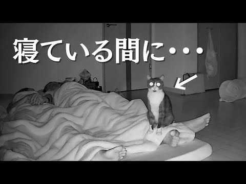 飼い主が寝てる間、愛猫は何してる？【朝まで撮影してみたら…】