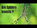 Understanding Spiders and Insects