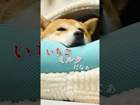 ありがちな夏のデートをイメージする柴犬こむぎ #柴犬 #アテレコ　#三浦半島 サムネイル