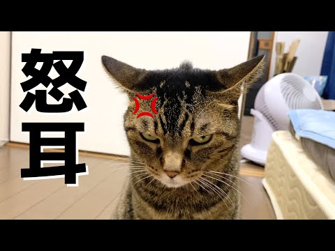 世界で一番イカ耳で頭から鬼の角が生えている凶暴猫...