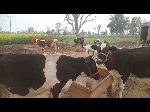 Hamara beautiful janwar