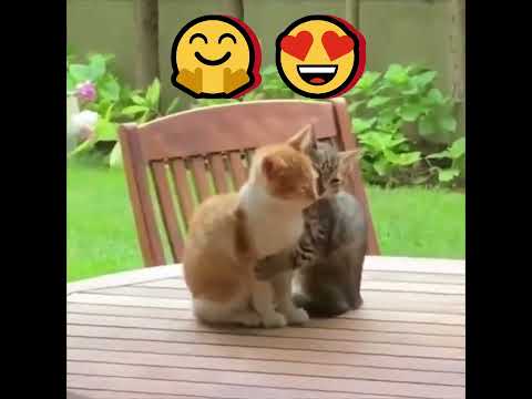 Adorable Cats Hugging Compilation 😻💕