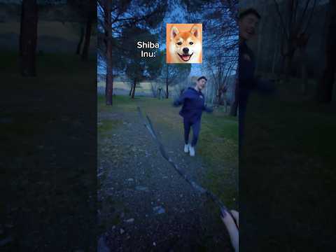 #humorviral #humorperros #humormascotas #memesdeperros #perrosderisa #shibainu #shibainupeligroso