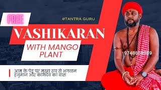 आम के पेड़ से वशीकरण 🏵️ Vashikaran With Mango Tree / vashikaran specialist guruji @TantraGuru
