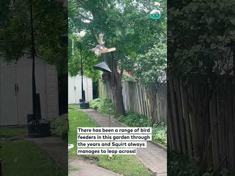 Epic Squirrel Leap Caught on Camera || ViralHog