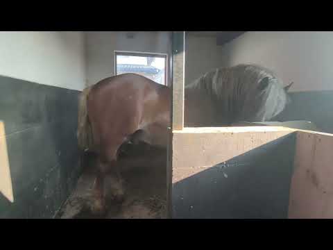 Armăsarii lui Gabi Bîzgan din Volovăț Bucovina #caigrei #cai #horse #horsepower