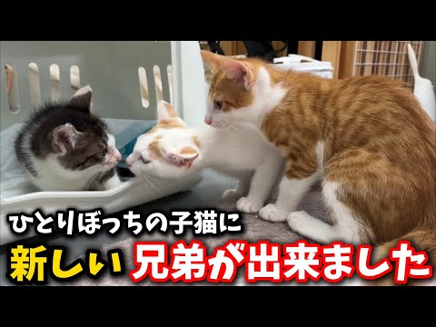 猫の動画サムネイル - ひとりぼっちで鳴いていた子猫に新しい兄弟が出来ました