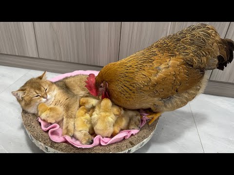 The hen was surprised!Kittens know how to take care of chicks better than hens.Cute andinteresting?