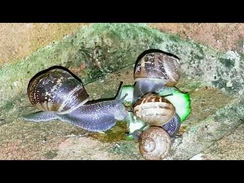 Snails Enjoying Fresh Java Plum | Relaxing Nature Video