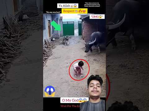 A disabled duckling helps his cat friend🐥#DuckRescue #CuteAnimal #AnimalRescue