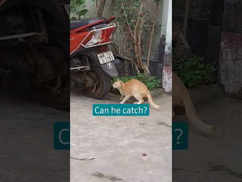 Can he catch? #hunting #shorts @hangoutswithmou