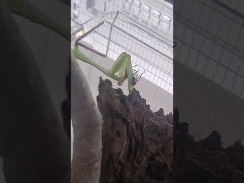 Gottesanbeterin frisst Feuerwanze #mantis #insekten #insects #tiere #animals #natur #nature #scary