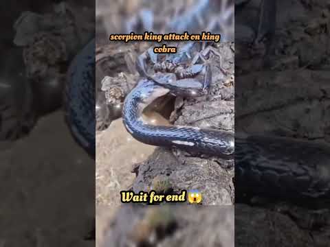 wait for end 😱 #trending#animals#wildlife#lion#shorts#youtube