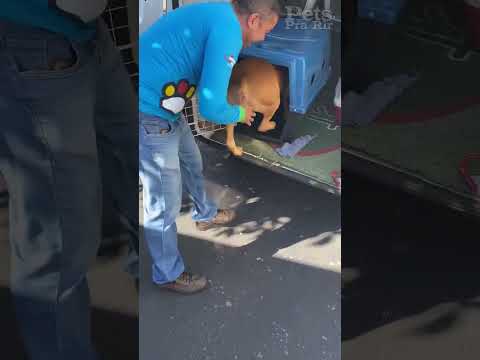 Ele é diferente😂❤️🐶