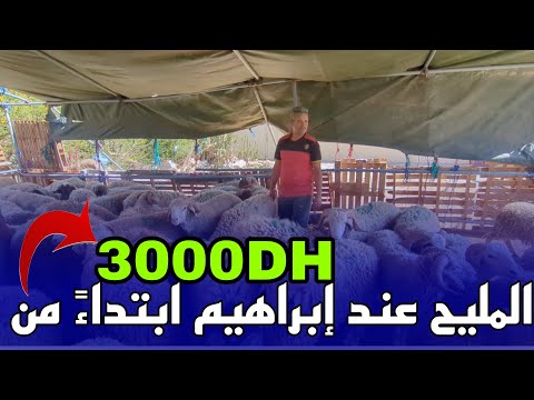 شاهد أضاحي العيد عند إبراهيم ابتداءً من 3000 درهم