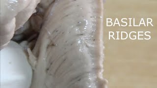 BASILAR RIDGES