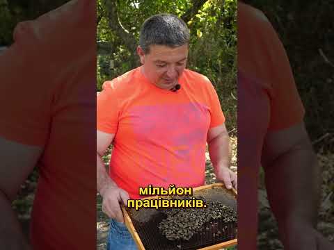 Анекдоти бджолярів