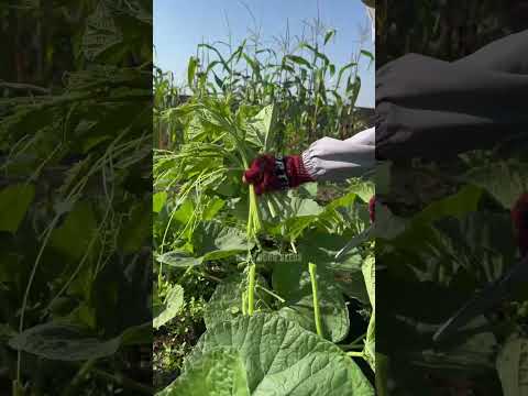 Bầu siêu ngọn - Rạng Đông Seeds #hatgiongrangdong #rangdongseeds