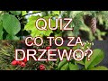 Drzewa w quizie