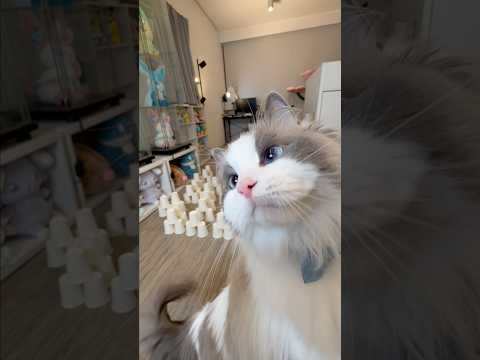 Mofu Maze #cat #ragdoll #shorts