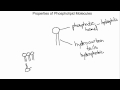Phospholipid Structure and Function