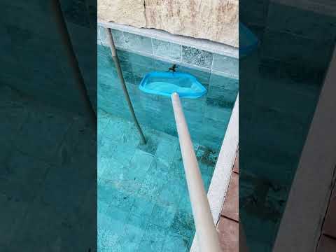😱 BICHO ESTRANHO na Piscina e Gato - Paulinho e Toquinho Family #shorts