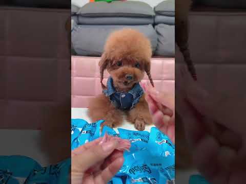 We all know that duck meat can not only clear away heat and tear stains, but is also rich