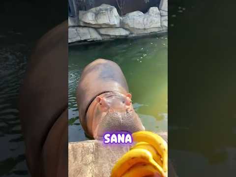 Hayvanat Bahçesindeki Sevimli Hipopotam İlk Defa Muz Yedi!