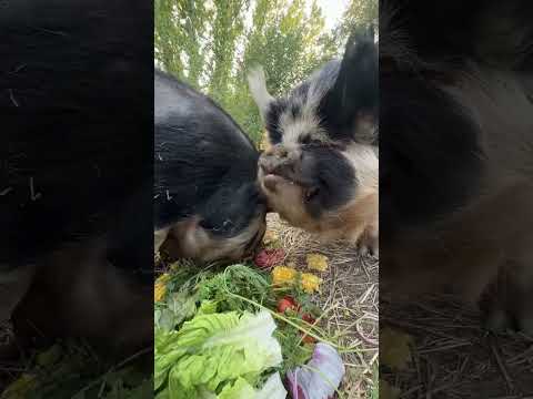 Our Funny Farm